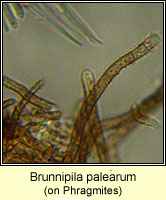 Brunnipila palearum