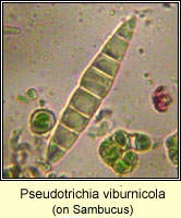 Pseudotrichia viburnicola