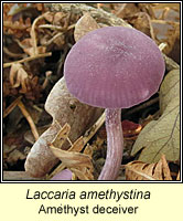 Laccaria amethystina, Amethyst deceiver