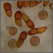 Puccinia absinthii