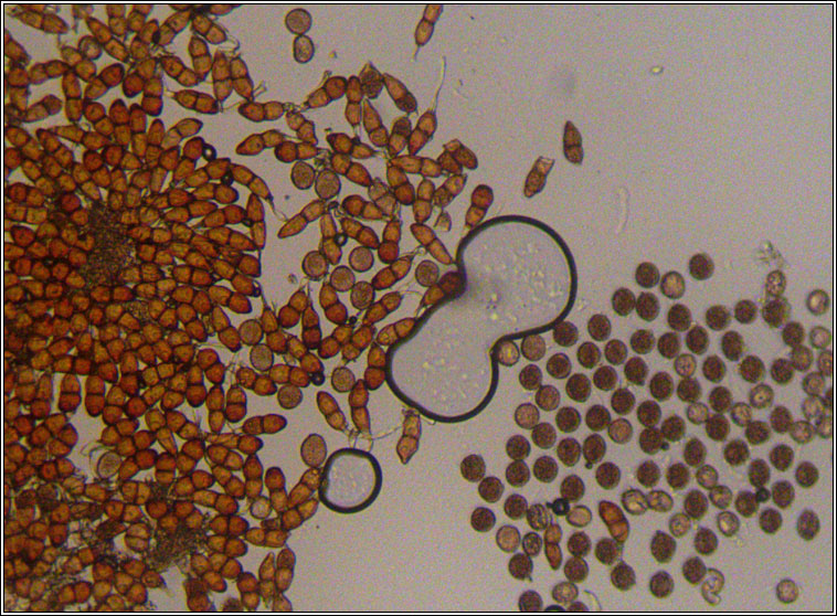 Puccinia absinthii