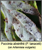 Puccinia absinthii