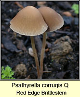 Psathyrella corrugis Q, Red Edge Brittlestem