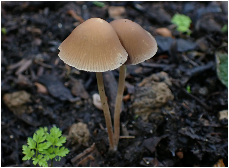 Psathyrella corrugis Q, Red Edge Brittlestem