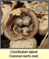 Crucibulum laeve, Common bird's nest