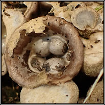 Crucibulum laeve, Common bird's nest