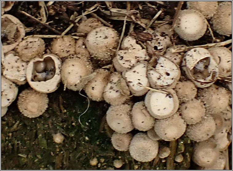 Crucibulum laeve, Common bird's nest