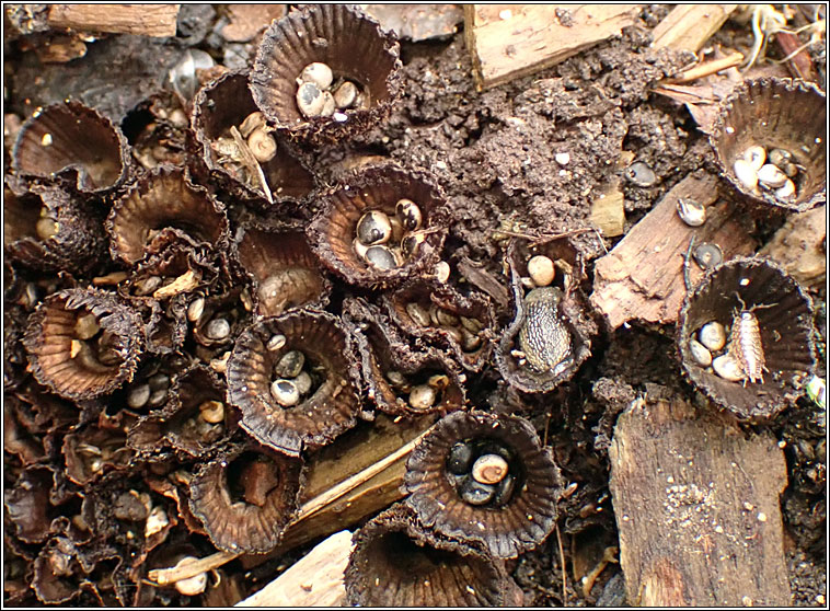 Cyathus striatus, Fluted Bird's Nest