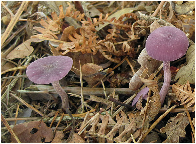 Amethyst deceiver, Laccaria amethystina