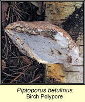 Piptoporus betulinus, Birch Polypore