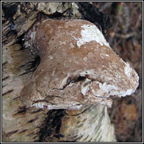 Birch Polypore, Piptoporus betulinus