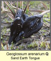 Geoglossum arenarium, Sand Earth Tongue