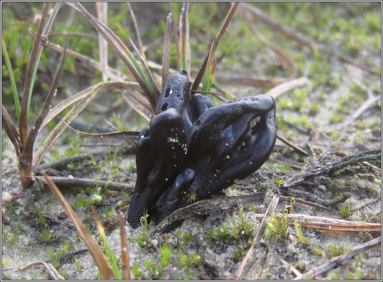 Earth Tongue, Geoglossum