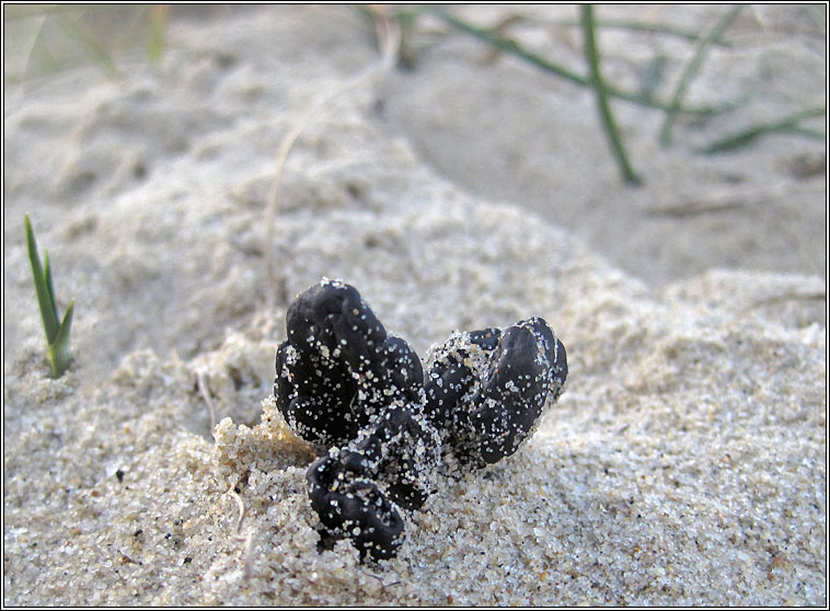 Earth Tongue, Geoglossum