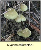 Mycena chlorantha