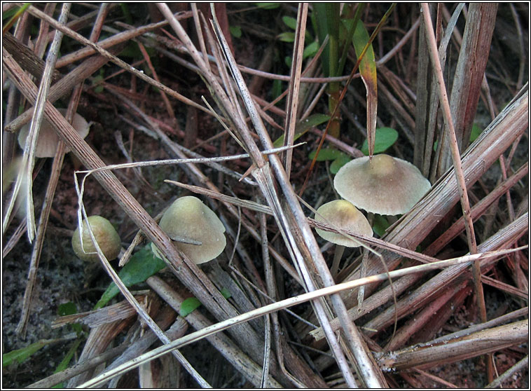 Mycena chlorantha