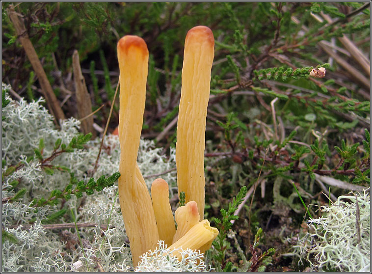 Moor Coral, Clavaria argillacea