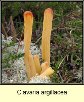 Clavaria argillacea, Moor Coral