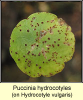 Puccinia hydrocotyles