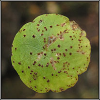 Puccinia hydrocotyles