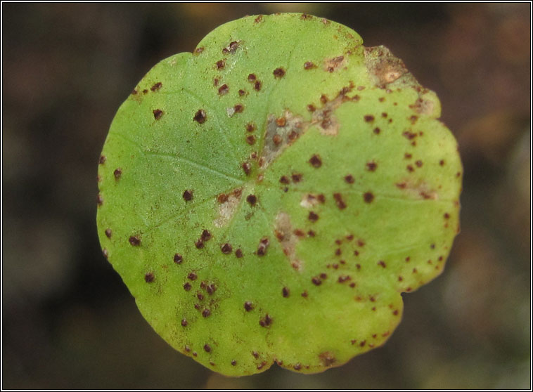 Puccinia hydrocotyles