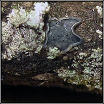 Mollisia cinerella