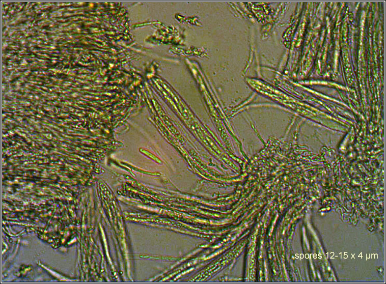 Mollisia cinerella, Tapesia cinerella