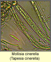 Mollisia cinerella, Tapesia cinerella