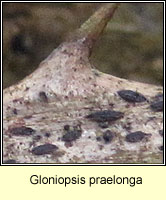 Gloniopsis praelonga