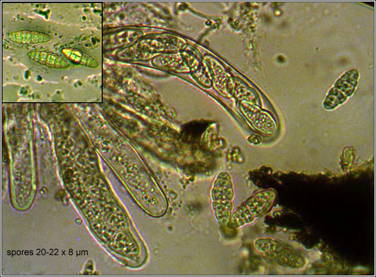 Gloniopsis praelonga, ascospores