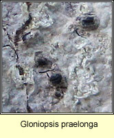 Gloniopsis praelonga