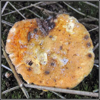 False chanterelle, Hygrophoropsis aurantiaca