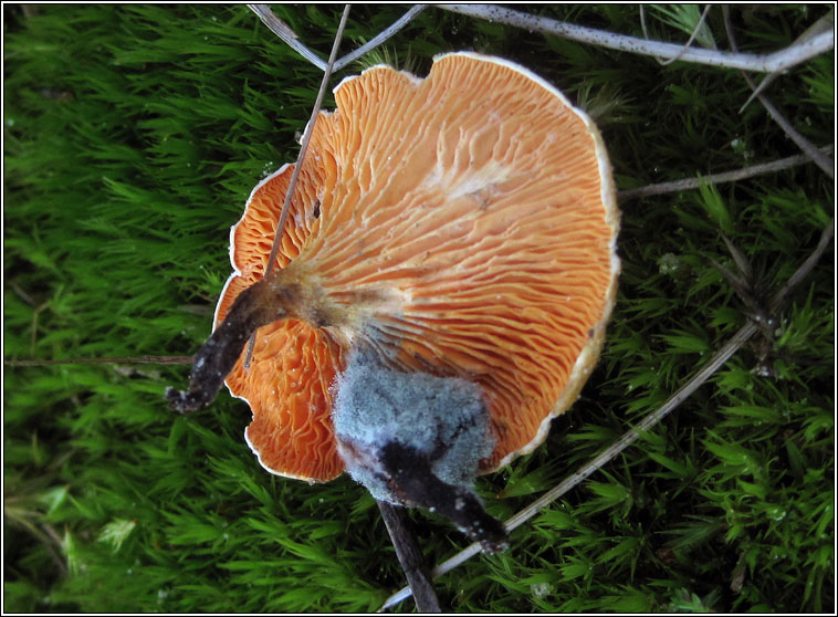 False chanterelle, Hygrophoropsis aurantiaca