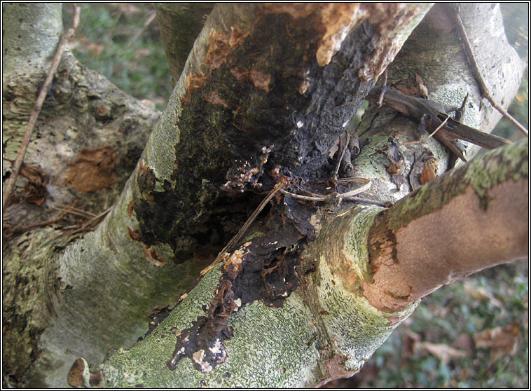 Glue Fungus, Hymenochaete corrugata