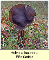 Helvella lacunosa, Elfin Saddle