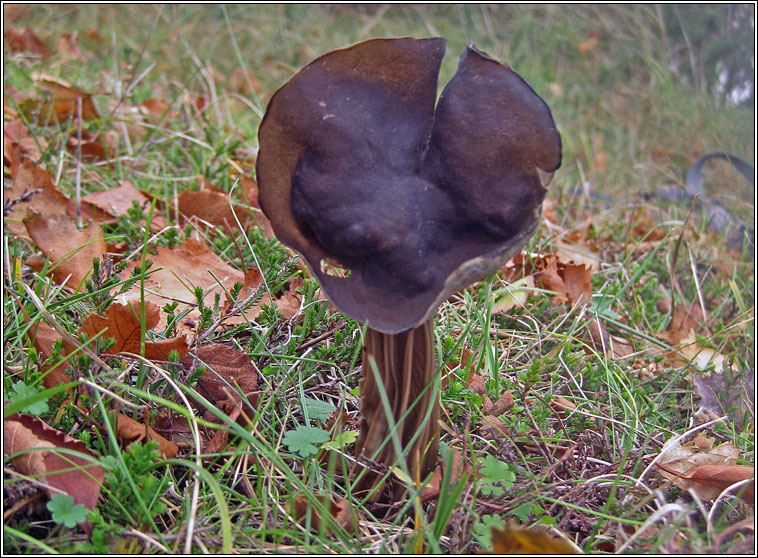 Elfin Saddle, Helvella lacunosa