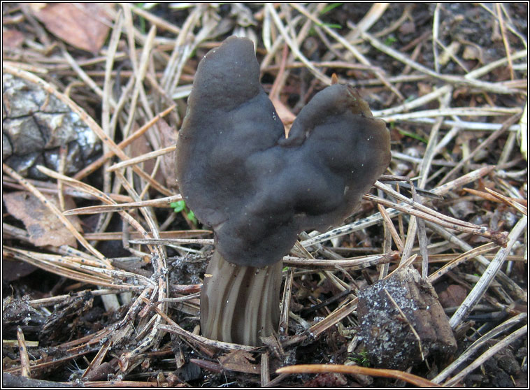 Elfin Saddle, Helvella lacunosa