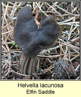 Helvella lacunosa, Elfin Saddle