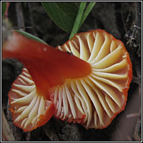 Hygrocybe coccineocrenata