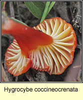 Hygrocybe coccineocrenata