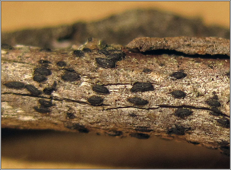Hysterobrevium constrictum