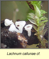 Lachnum callunae cf