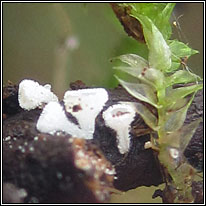 Lachnum callunae