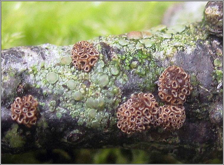 Cyphellopsis fasciculata, Merismodes fasciculata