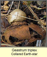 Geastrum triplex, Collared Earth-star