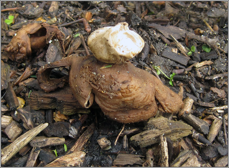 Geastrum triplex, Collared Earth-star