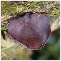 Auricularia auricula-judae, Jelly Ear