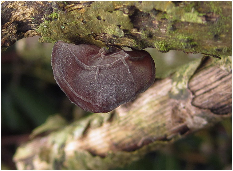 Auricularia auricula-judae, Jelly Ear