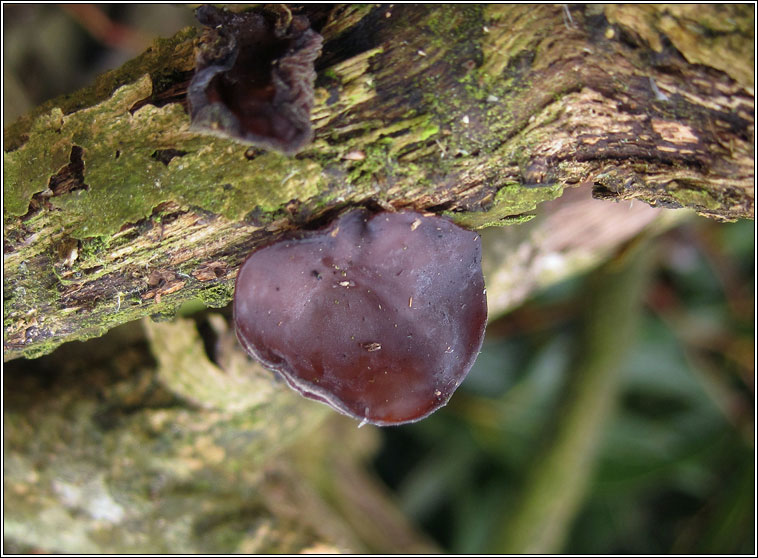 Auricularia auricula-judae, Jelly Ear