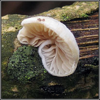 Crepidotus